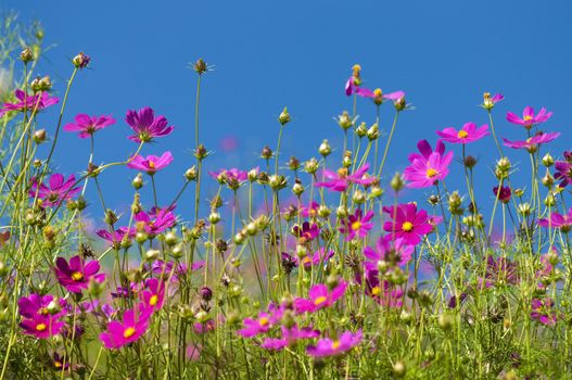 Cosmos Garden against blue sky
