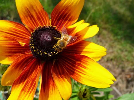 A Honey Bee that is on a yellow flower.
