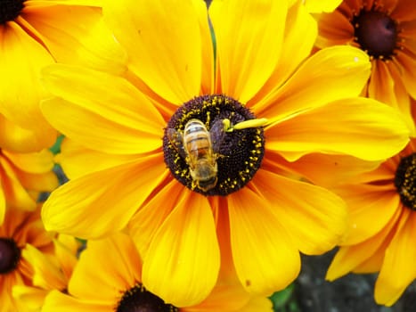 A Honey Bee that is on a yellow flower.
