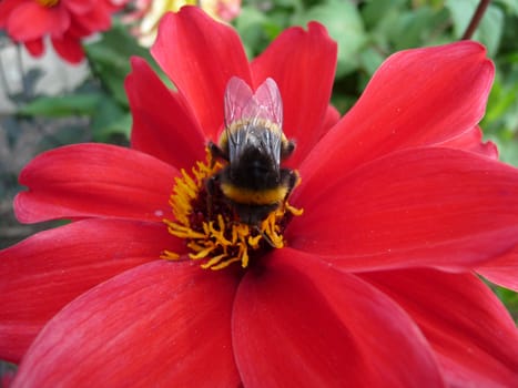 A Bumblebee that is on a red flower.

