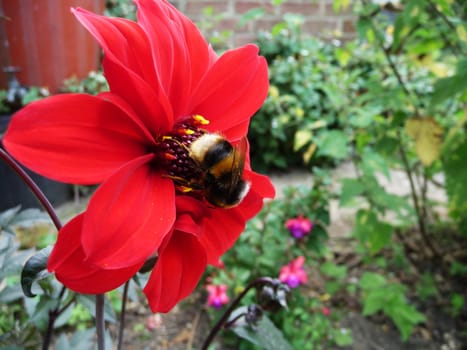 A Bumblebee that is on a red flower.
