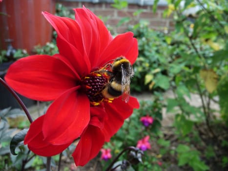 A Bumblebee that is on a red flower.
