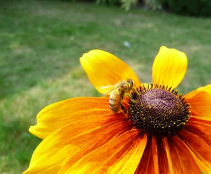 A Honey Bee that is on a yellow flower.