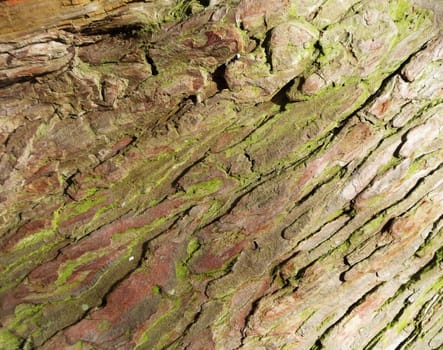 A close up of a bark texture.
