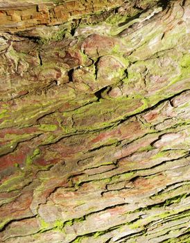 A close up of a bark texture.