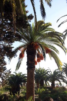 A close up of a phoenix dactylifera palm tree