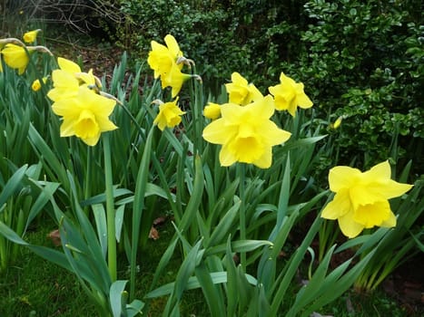 Some spring time daffodils growing out of the ground.
