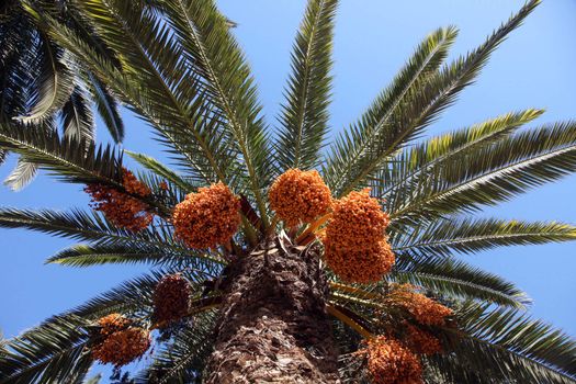 A close up of a phoenix dactylifera palm tree