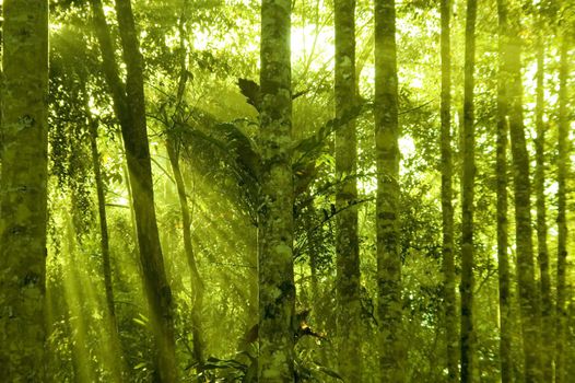 Tropical dense forest with morning sunlight shine on to it.