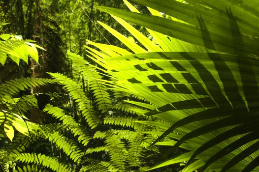 Sun shining to the palm leaf in tropical forest.