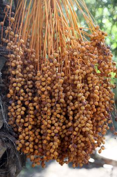 A close up of a phoenix dactylifera palm tree
