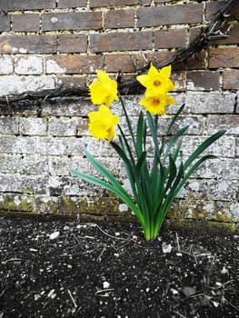 Some spring time daffodils growing out of the ground.
