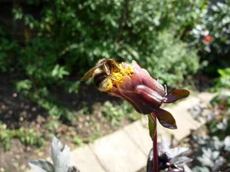 A bee that has landed on a flower bud.
