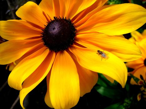 Close up view of an insect on a Rudbeckia flower.
