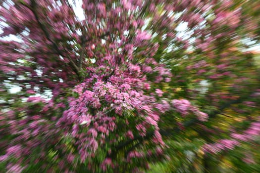 purplle apple blossoms in springtime with zoom effect