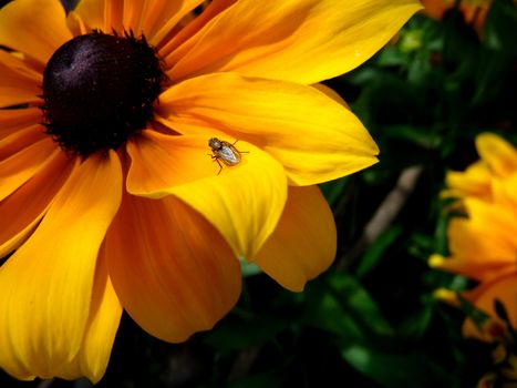 Close up view of an insect on a Rudbeckia flower.
