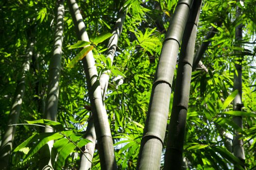 Asian Bamboo forest with morning sunlight.