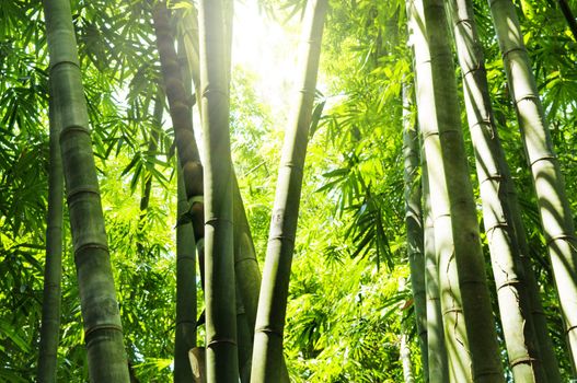 Asian Bamboo forest with morning sunlight. 