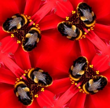 A seamless pattern made from a bee on a flower.
