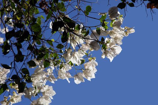 Beautiful colorful tropical bougainvillea flower lit by the sun