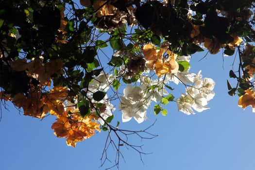 Beautiful colorful tropical bougainvillea flower lit by the sun