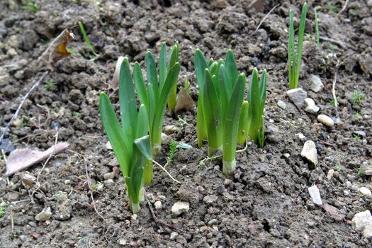 New life - Close up bud of hyacinth