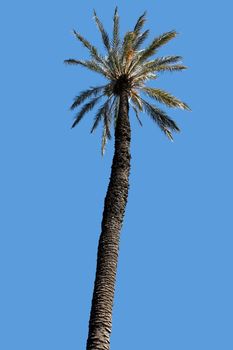 Palm tree and blue sky