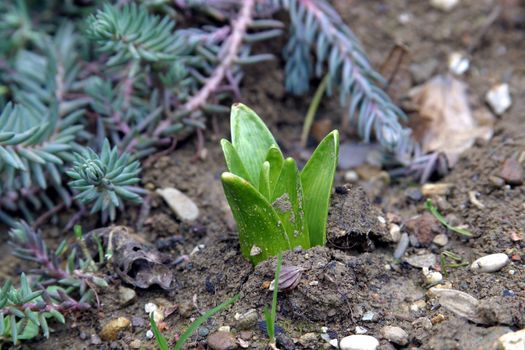 New life - Close up bud of hyacinth