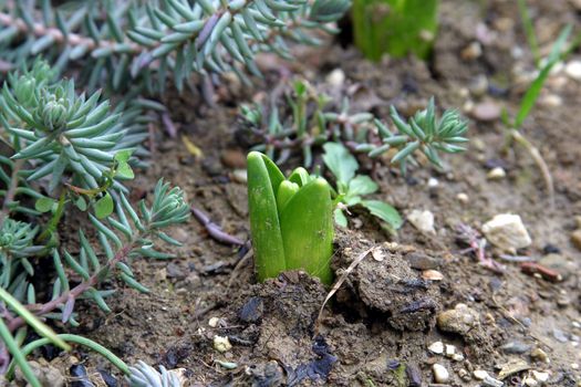New life - Close up bud of hyacinth