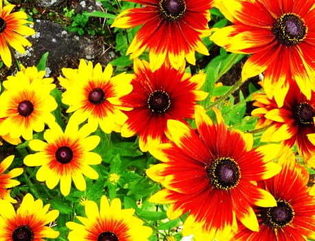 A red and yellow flower filled background
