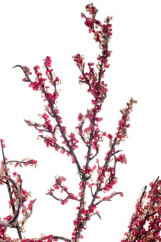 Christmas decoration branch with red beads on white background.