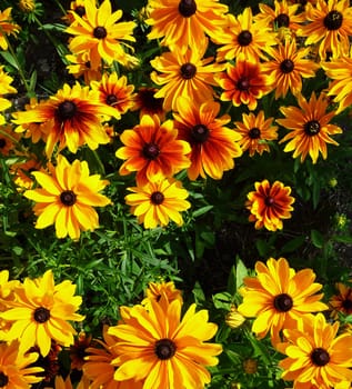 A red and yellow flower filled background
