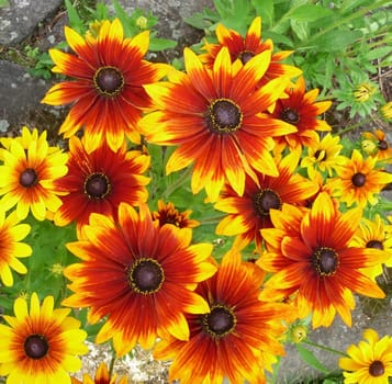 A red and yellow flower filled background
