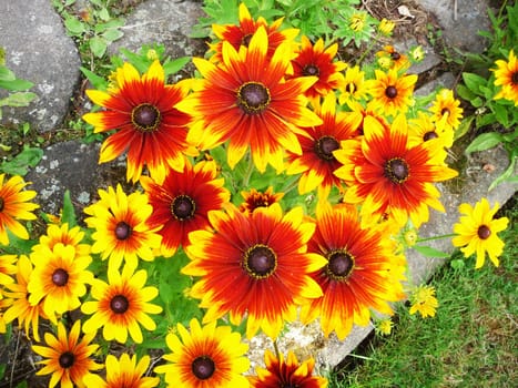 A red and yellow flower filled background
