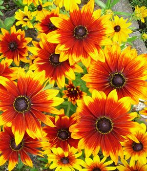 A red and yellow flower filled background
