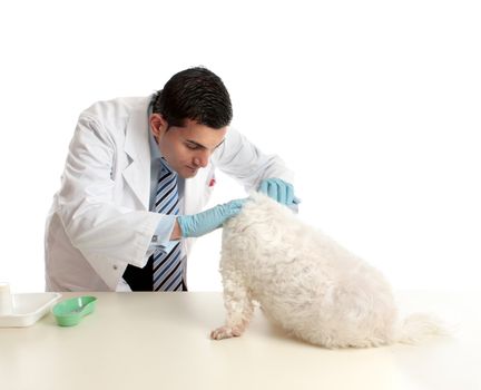 A vet attends to and inspects a pet  dog