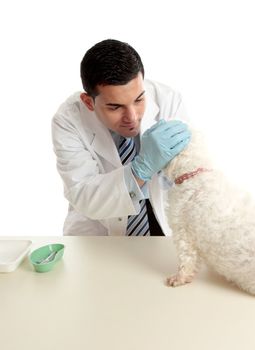 A veterinarian inspects a dogs eyes for signs of allergies or infection.  White background.