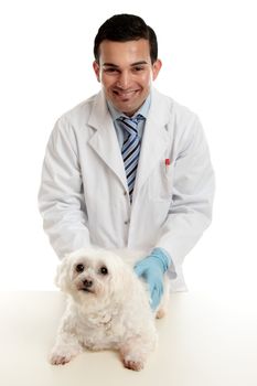 A confident smiling vet stands with a white maltese terrier dog.  White background.