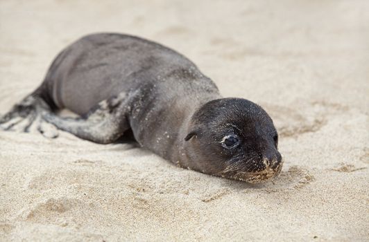 Newborn Sea Lion struggling to walk, Santa Fe, Galapagos