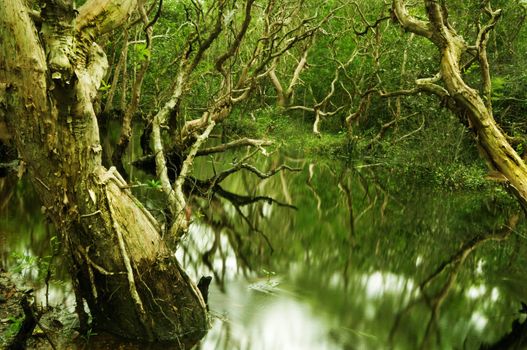Mystery Tropical Tree in Water at Terengganu, Malaysia, Asia