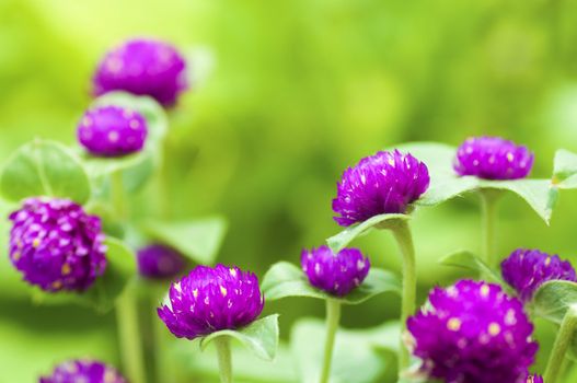 Globe amaranth or Gomphrena globosa close up in a morning.