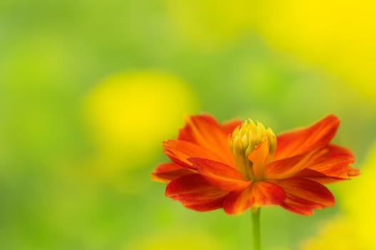 Single orange daisy in field.