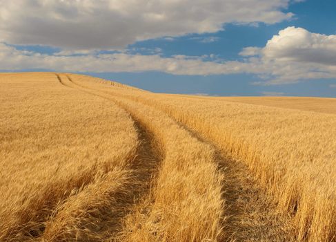 Path through wheat field and evening clouds, Whitman County, Washington, USA