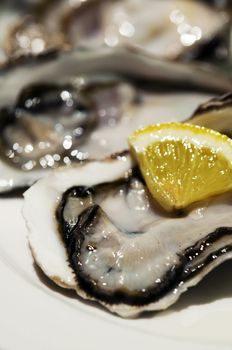 Close up on fresh oysters with lemon slide
