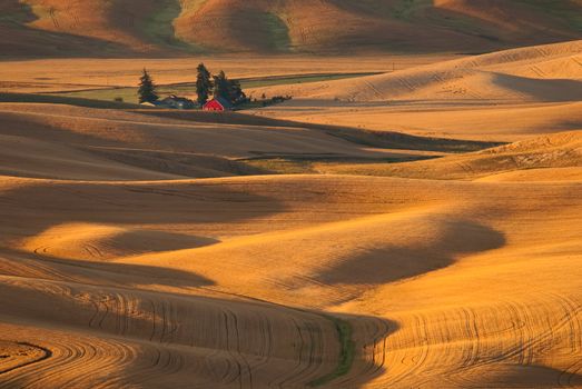 Small farm with red barn and surrounding wheat fields, early morning, Whitman County, Washington, USA