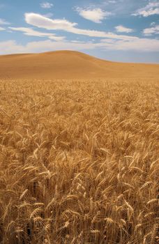 Wheat field and clouds, Whitman County, Washington, USA