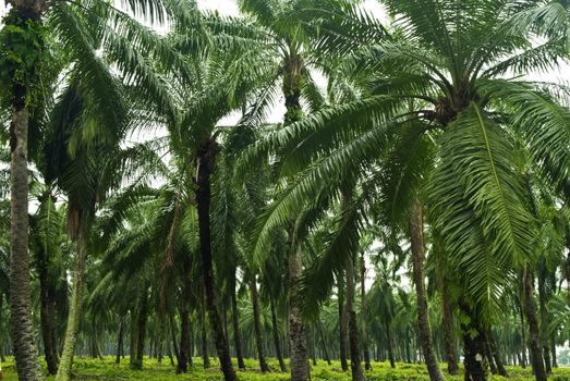 Palm oil to be extracted from its fruits. Fruits turn red when ripe. Photo taken at palm oil plantation in Malaysia, which is also the world largest palm oil exporting country. 