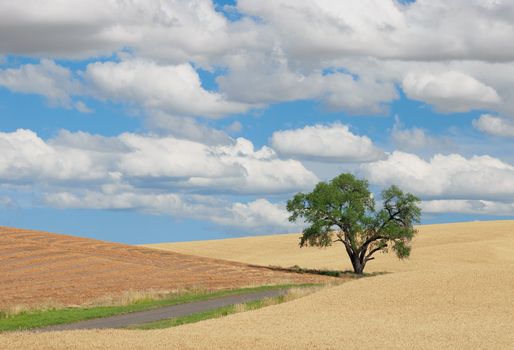 Willow tree, wheat field, rural road and clouds, Whitman County, Washington, USA