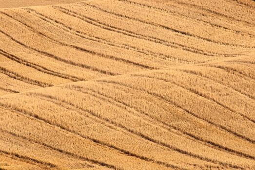 Tracks in harvested wheat field, Whitman County, Washington, USA
