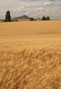 Wheat field, pine trees, Steptoe Butte and clouds, Whitman County, Washington, USA